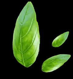 leaves