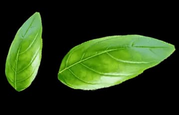 leaves